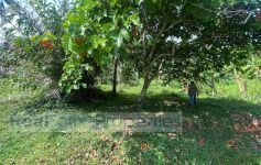 1,880 Sqm of Garden View Land, Lamai