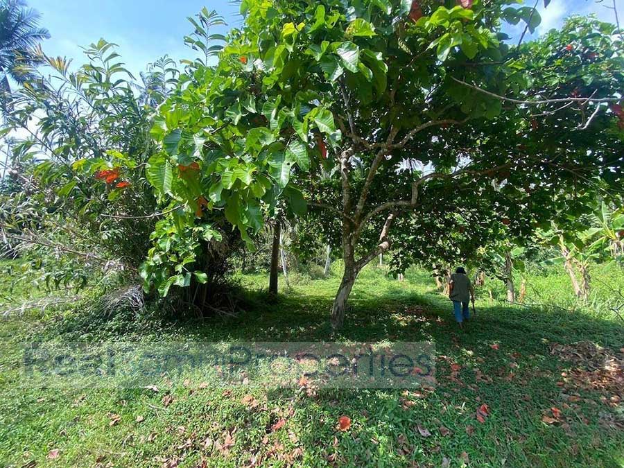 1,880 Sqm of Garden View Land, Lamai